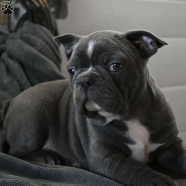 Tank, Frenchton Puppy